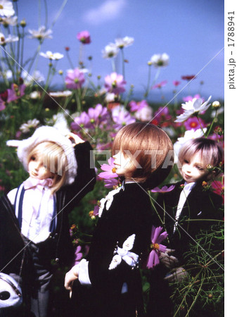 コスモスと人形 コスモスと人形 1788941