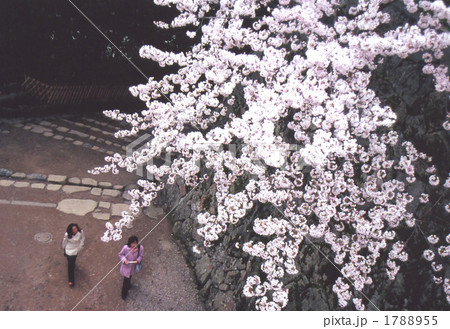 大阪城の桜 大阪城の桜 1788955