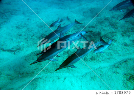 イルカ 親子 イルカ 親子 1788979