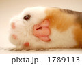 猫の肉球 1789113
