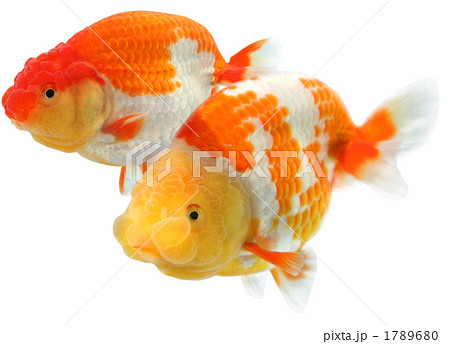 金魚 ランチュウ 金魚 ランチュウ 1789680