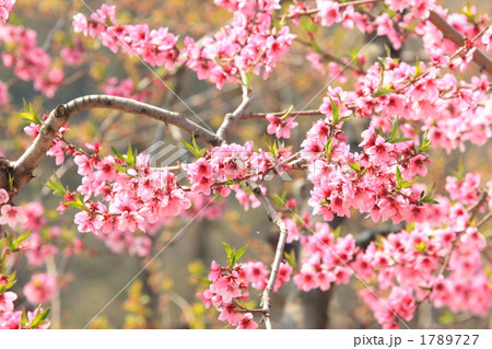 桃の花 1789727