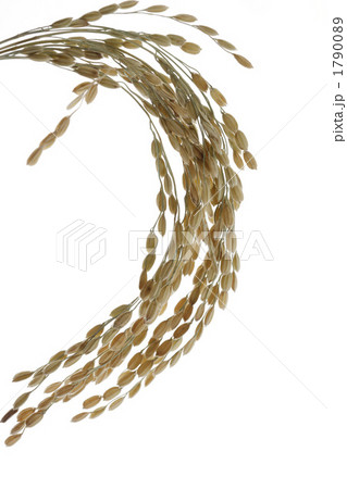 稲穂 1790089