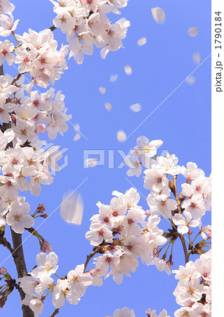 桜吹雪 1790184