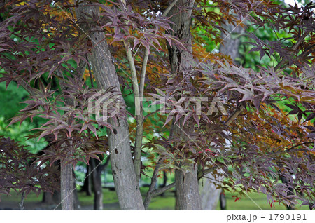 樹木・ノムラモミジ カエデ科 樹木・ノムラモミジ カエデ科 1790191