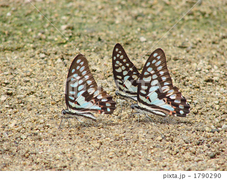 ミカドアゲハ ミカドアゲハ 1790290