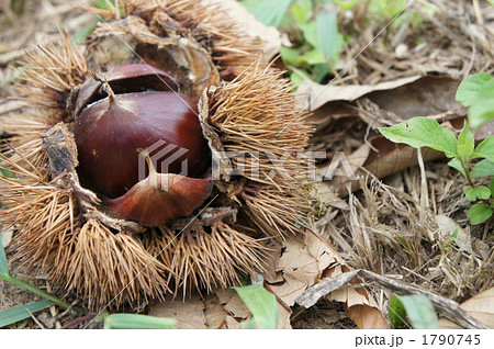 栗拾い 1790745