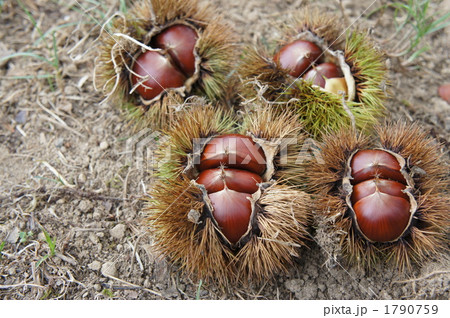 栗拾い 1790759