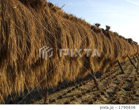 はさ掛け 1790836