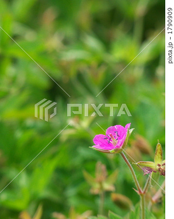 ゲンノショウコの花 ゲンノショウコの花 1790909