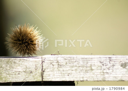 初秋の栗の実 1790984