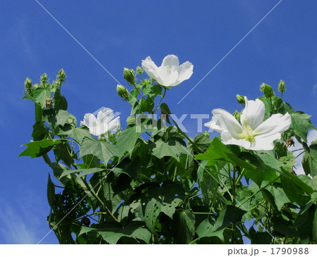 夏空の白い花 1790988