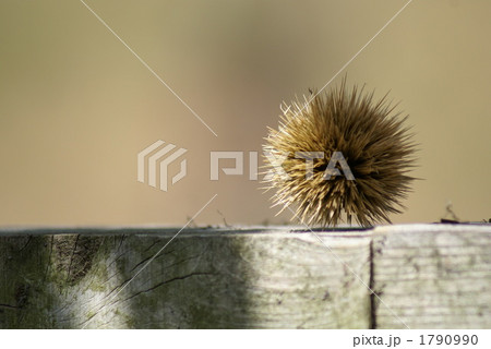 初秋の栗の実 1790990