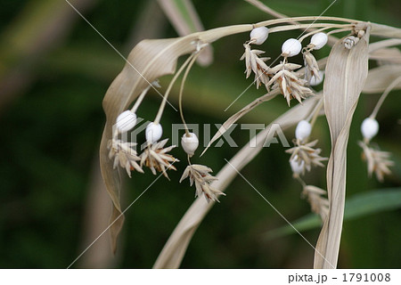 白い数珠玉 白い数珠玉 1791008