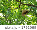夏の忘れ物 1791069