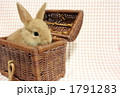 うさぎ２ 1791283