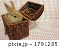 うさぎ３ 1791285
