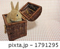 うさぎ４ 1791295