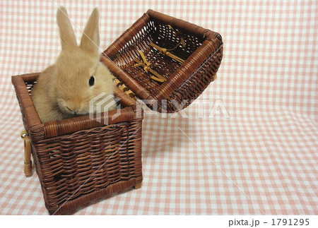 うさぎ4 うさぎ4 1791295