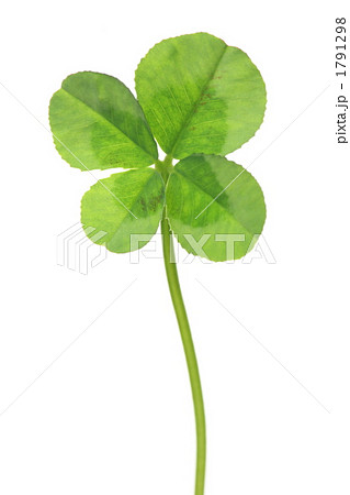 四つ葉のクローバー 1791298