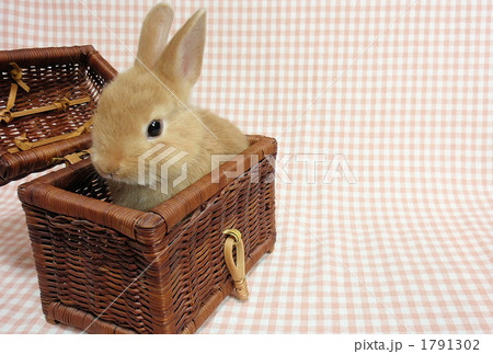 うさぎ5 うさぎ5 1791302
