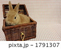 うさぎ６ 1791307