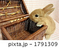 うさぎ７ 1791309