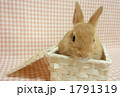 うさぎ９ 1791319