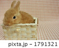 うさぎ１０ 1791321