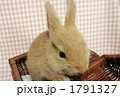 うさぎ１１ 1791327