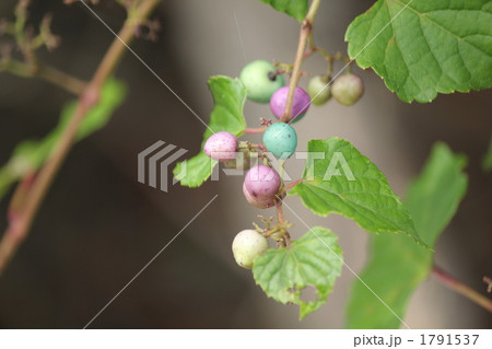 色付くノブドウ 1791537