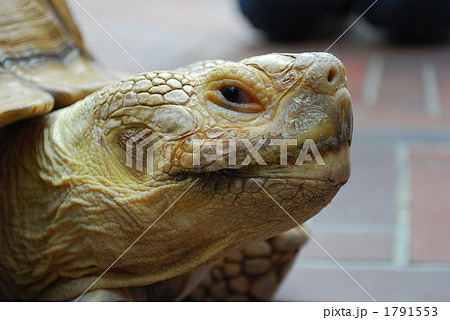 陸ガメ 1791553