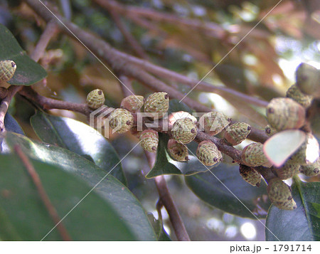 昭和の森の大きいシラガシに今年も沢山ドングリがなっています 1791714