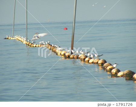8月の中頃から海水浴場の遊泳表示ブイに止まりに来るコアジサシの群れ 1791726