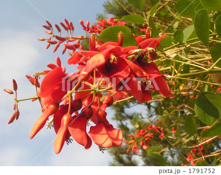 夏の花にぴったり。情熱の赤い花アメリカデイゴの2番花。 夏の花にぴったり。情熱の赤い花アメリカデイゴの2番花。 1791752