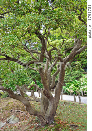 樹木・アセビ　ツツジ科 1791781