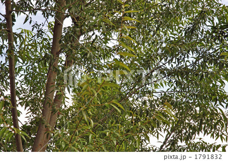 植物・カンリュウ　ヤナギ科 1791832