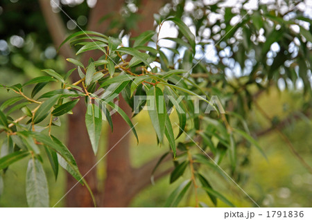 植物・カンリュウ ヤナギ科 植物・カンリュウ ヤナギ科 1791836