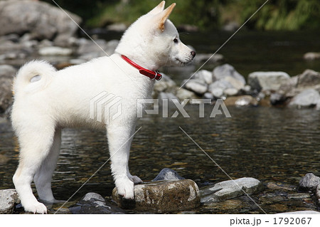 白柴 子犬 ペットの写真素材