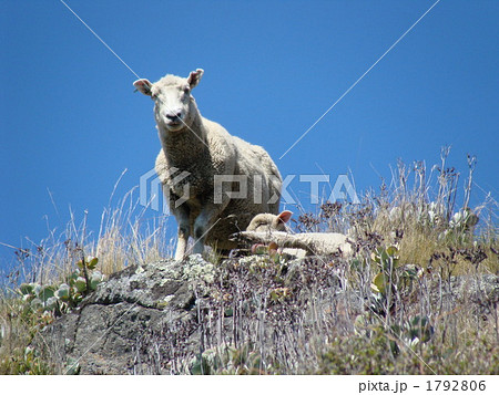 崖の上の羊の親子 1792806