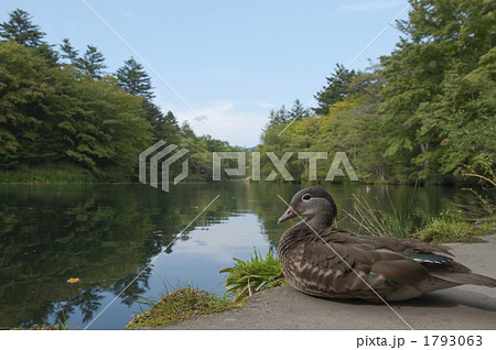 雲場池のカモ 雲場池のカモ 1793063