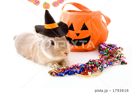 ジャックオーランタンと魔女帽をかぶった子うさぎ 1793616
