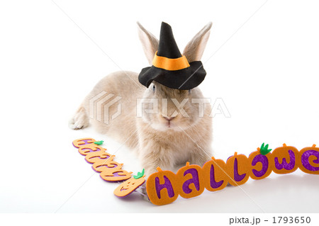魔女帽をかぶった子うさぎ 1793650