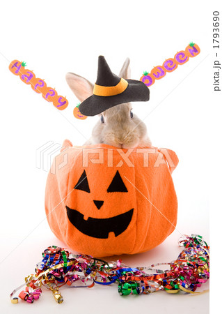 魔女帽をかぶった子うさぎとお化けカボチャ 魔女帽をかぶった子うさぎとお化けカボチャ 1793690