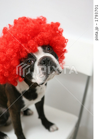 アフロ犬 アフロ犬 1793701