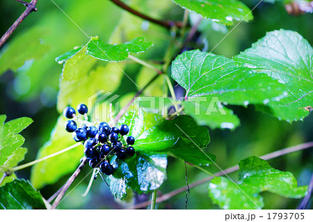 ヤマブドウ ヤマブドウ 1793705