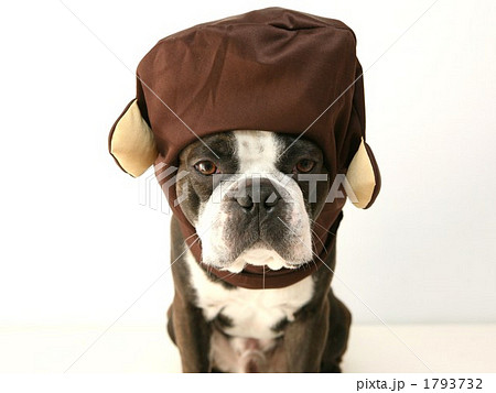 モンキー犬 モンキー犬 1793732