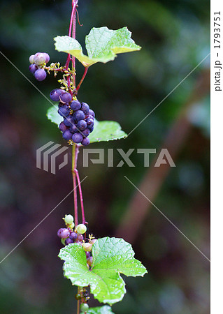 ヤマブドウ 1793751