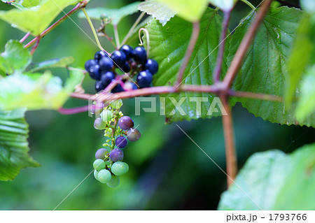 ヤマブドウ 1793766