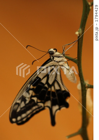 羽化したアゲハ 羽化したアゲハ 1794429